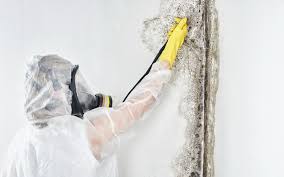 Mold Remediation for Vacation Homes in Paulina, LA